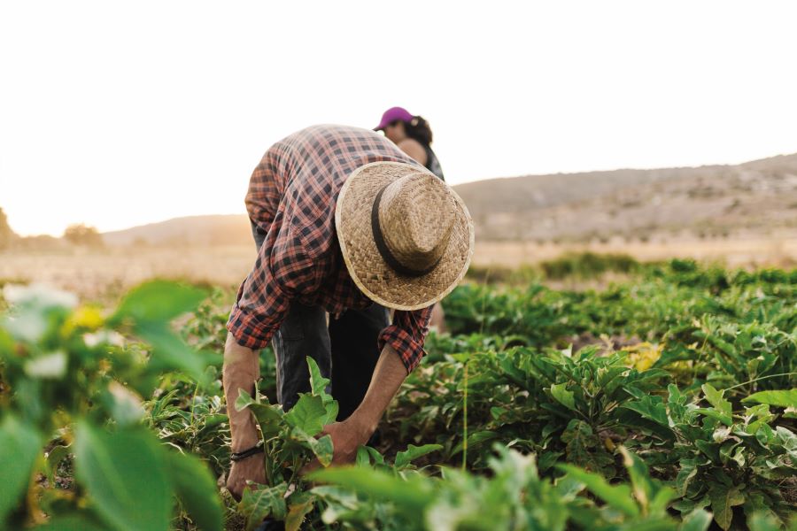 Subsidio Agrario