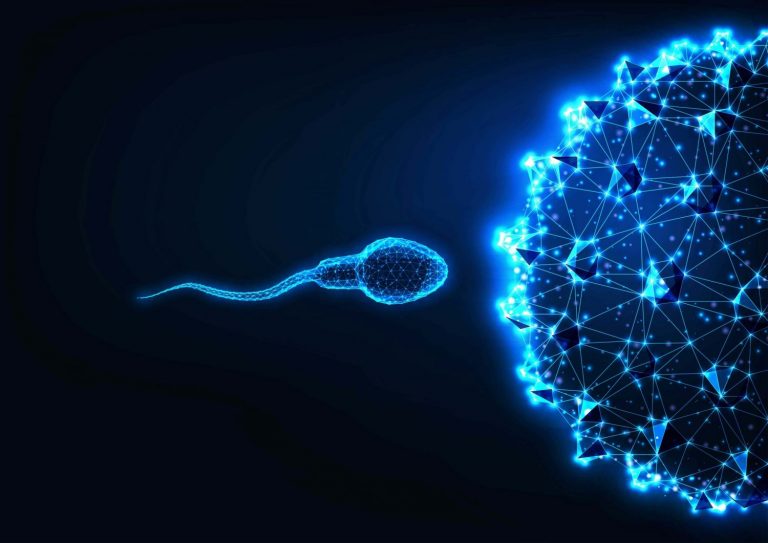 Qué es la espermatogénesis