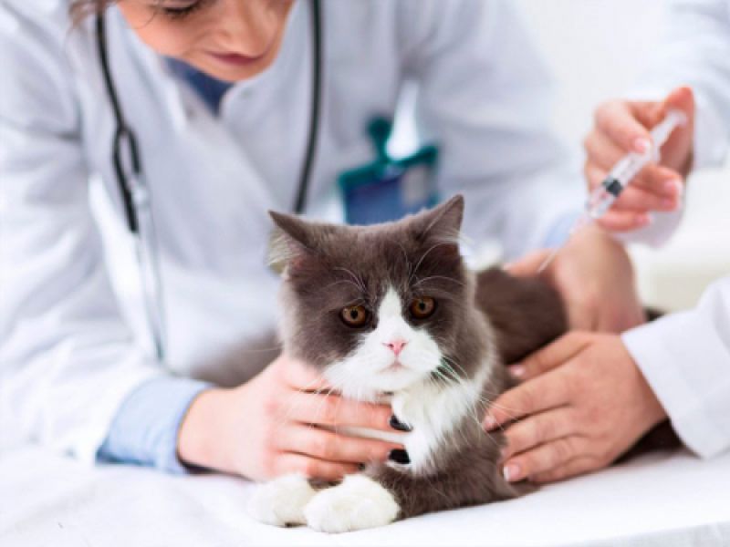 Que Lleves Al Gato Al Médico