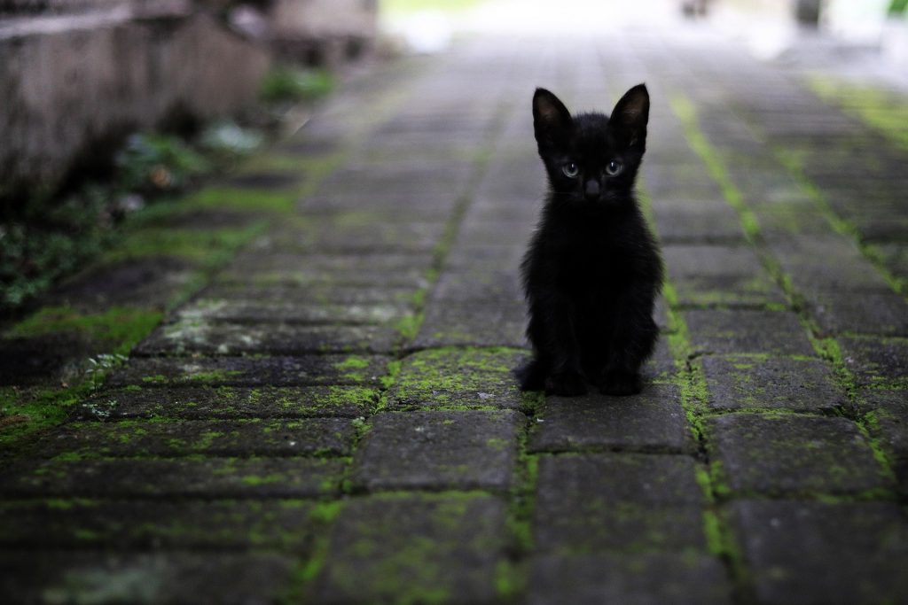 Razones por las que tener un gato negro de mascota