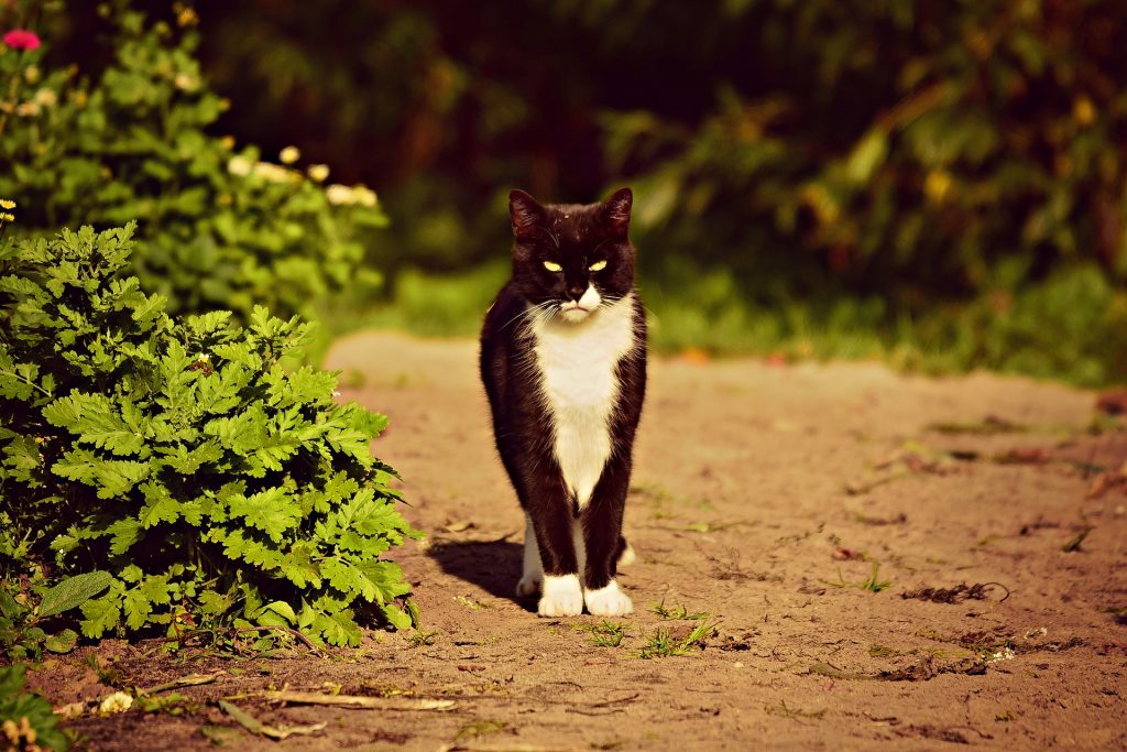 Razones por las que tener un gato negro de mascota