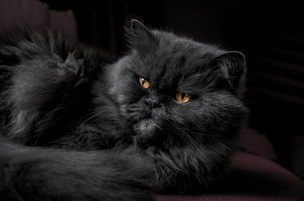 Razones por las que tener un gato negro de mascota