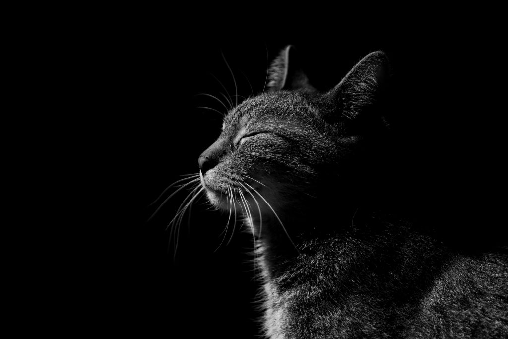 Razones por las que tener un gato negro de mascota