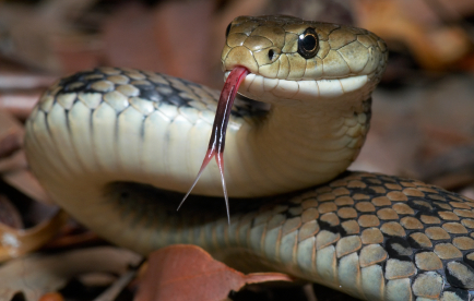 Qué Animal Eres Según La Fecha En La Que Naciste 154 Qué Animal Eres Según La Fecha En La Que Naciste