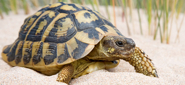 Qué Animal Eres Según La Fecha En La Que Naciste 156 Qué Animal Eres Según La Fecha En La Que Naciste
