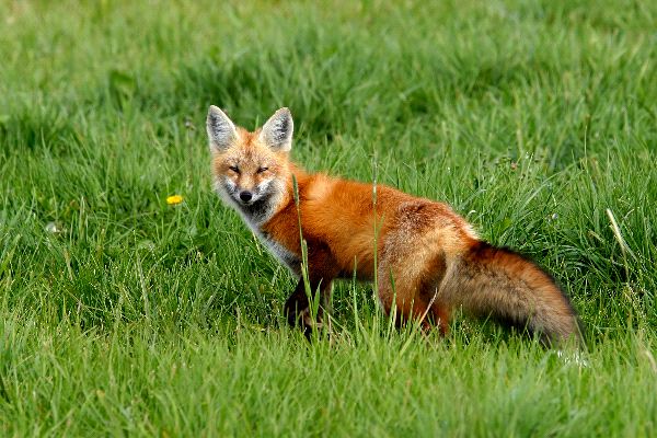 Qué Animal Eres Según La Fecha En La Que Naciste 153 Qué Animal Eres Según La Fecha En La Que Naciste