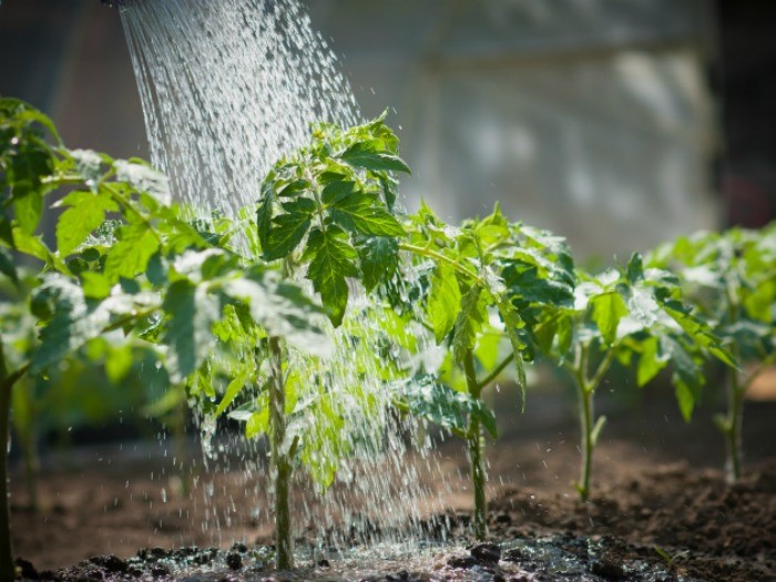 UPCT y Scrats consiguen reducir un 30% el agua de riego