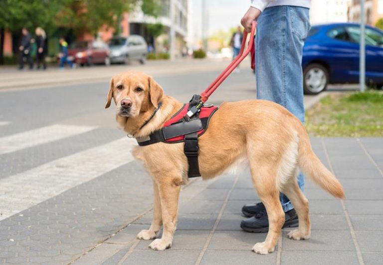 Cómo se entrena a los perros guía