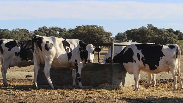 Unión de Uniones pide limitar el tamaño de explotaciones de vacuno de leche