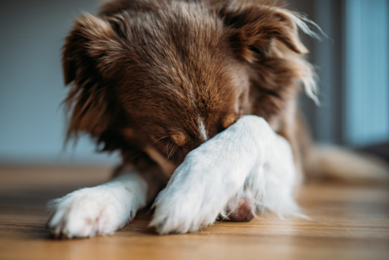 ¿Qué Hacer Para Que Mi Perro No Padezca Durante Una Detonación De Cohetes?