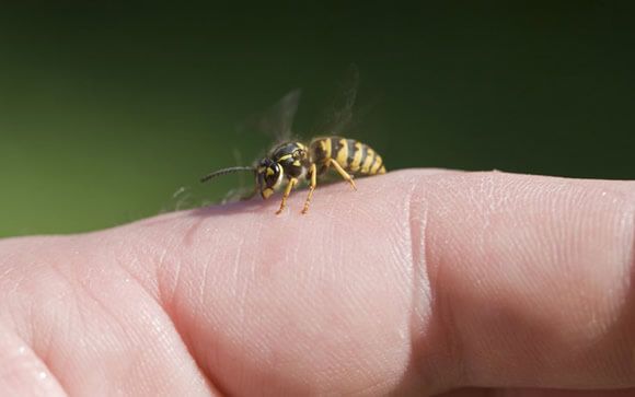 Dile Adiós A Las Avispas Con Estos Trucos Naturales 