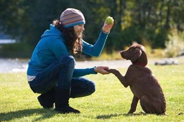 Puntos Importantes Que Todo Cachorro En Entrenamiento Debe Saber