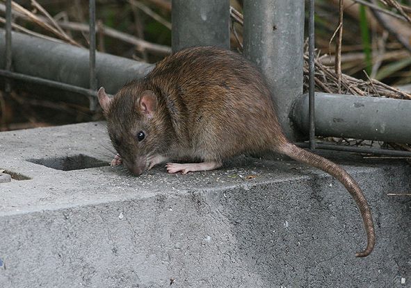 ADEPAP: "Ratas, mosquitos y cucarachas, las plagas de este verano"