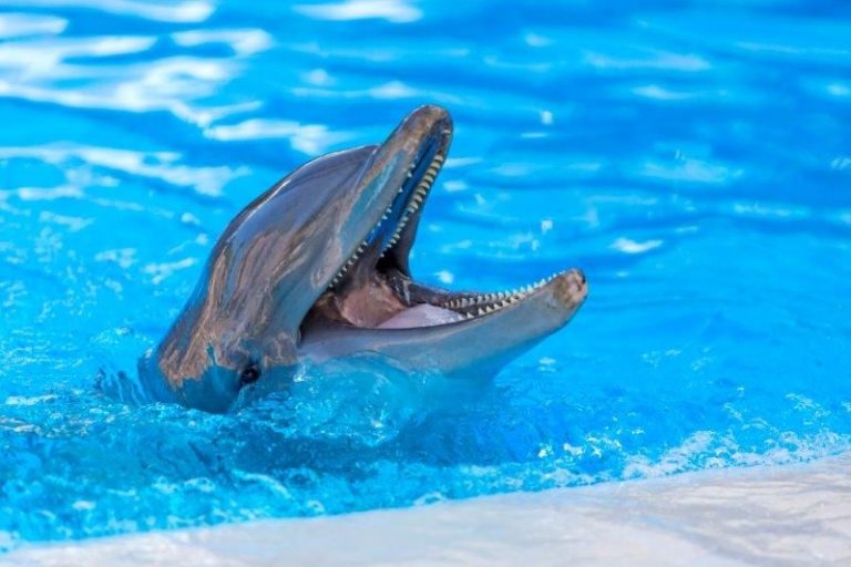 Loro Parque participa en una investigación que logra determinar la edad de los cetáceos a partir de su ADN