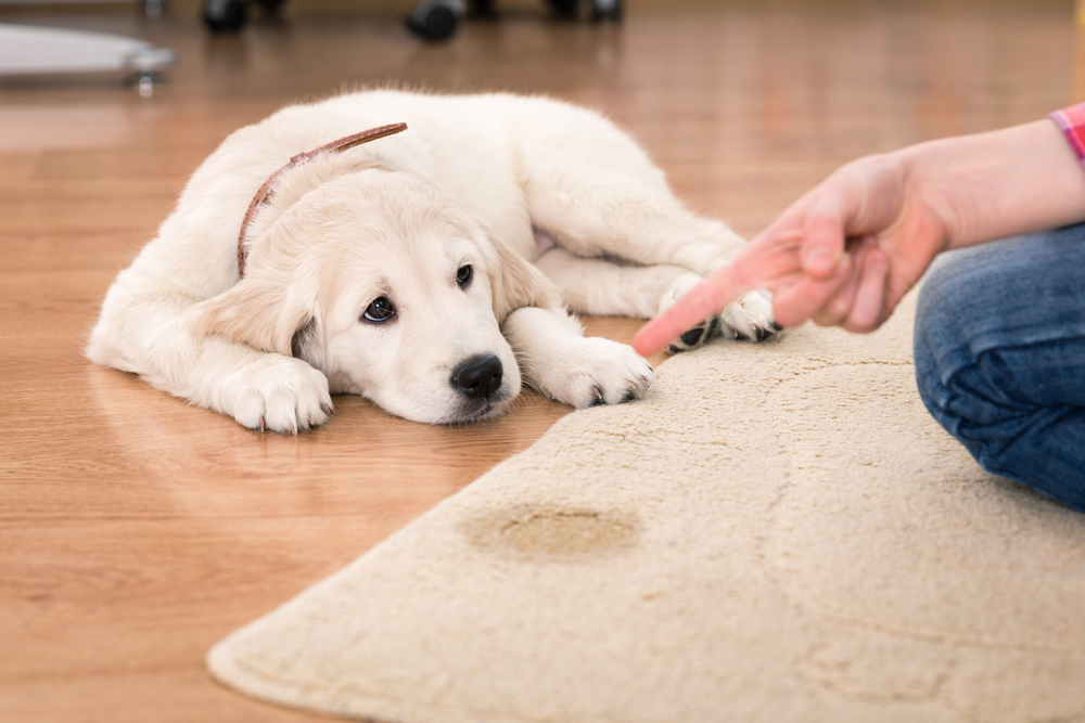 Entrenamientos Básicos Para El Cachorro 