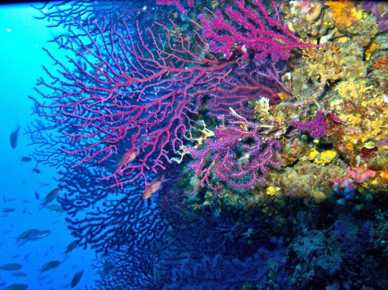 El Mediterráneo se calienta a un ritmo 20% más alto que la media mundial
