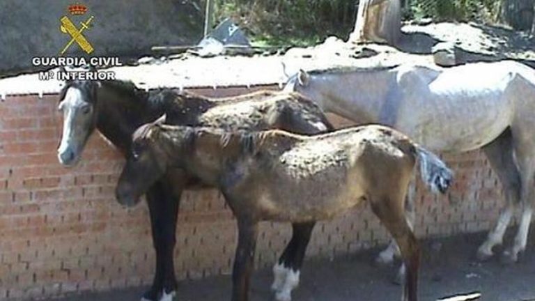 Condenado a cárcel por tener en estado sanitario lamentable a 21 caballos