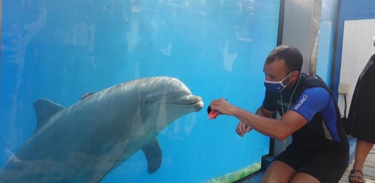El Oceanogràfic de Valencia recupera las exhibiciones de delfines