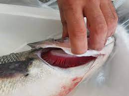 pescado