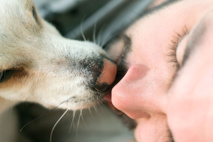 Este es el motivo por el que te lamen los perros