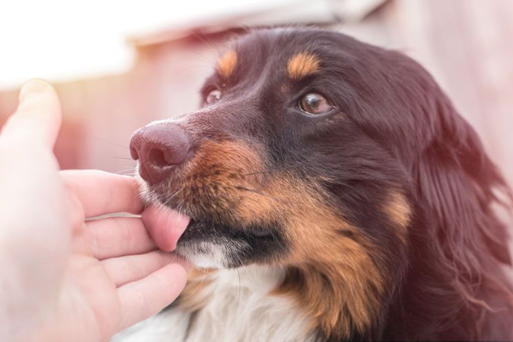 ¿Si Tu Perro Lame Mucho, Que Debes Hacer?