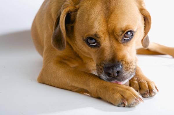 ¿Debo Preocuparme Si Mi Perro No Deje De Lamerme?