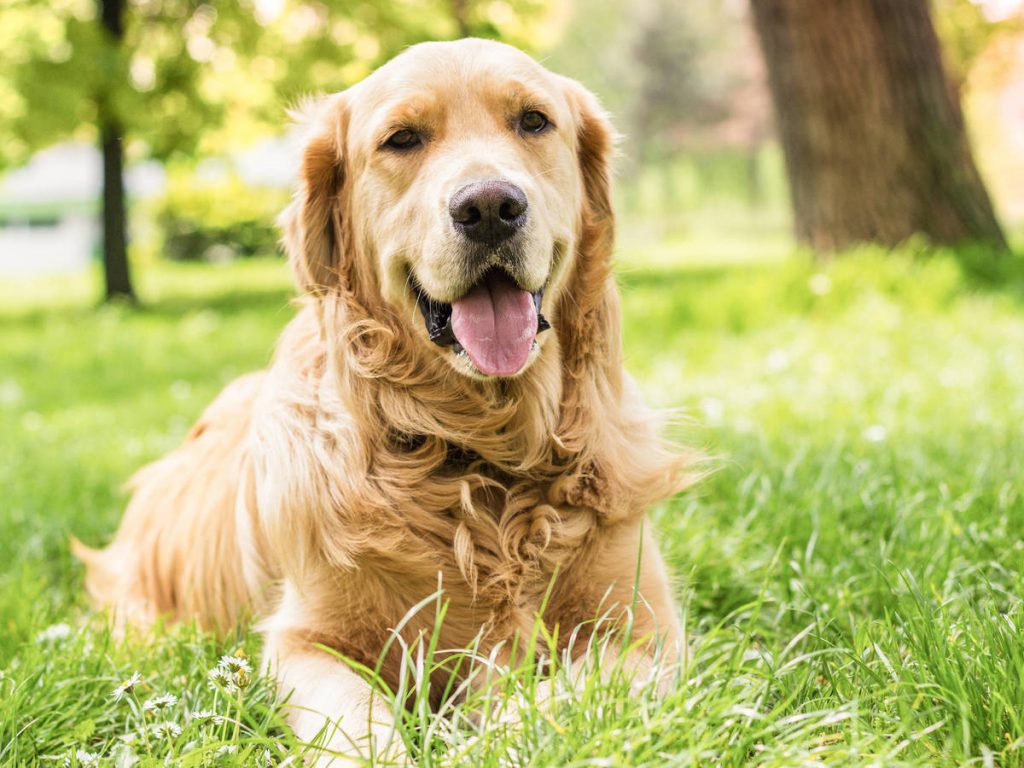 ¿Qué Es Un Perro?