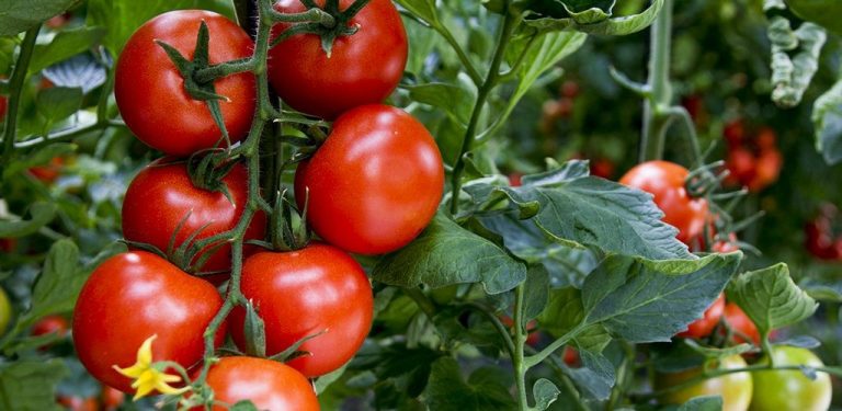 HortiEspaña critica la «falta de defensa» de las frutas y hortalizas frente a Marruecos