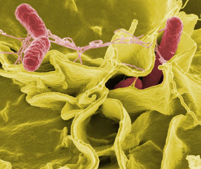 Los diminutos microbios que habitan en el interior de los animales influyen en la evolución de una especie