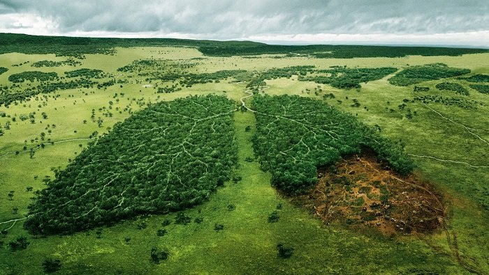Qué Es La Deforestación