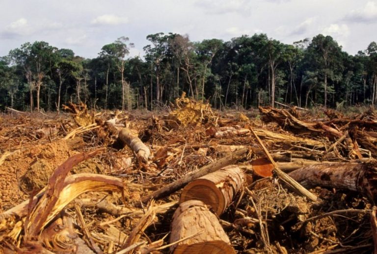 Qué es la deforestación