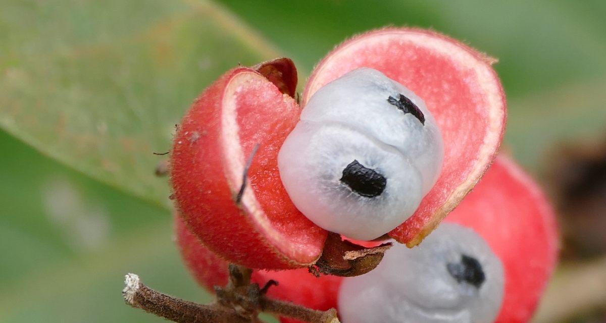 Qué Es La Guaraná