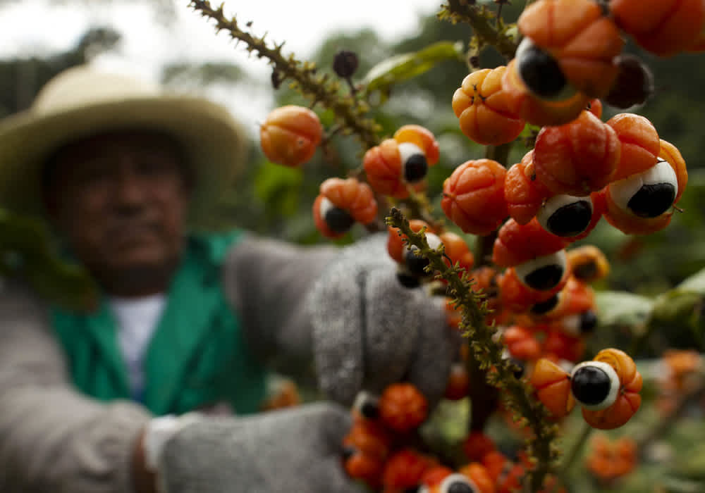 Qué Es La Guaraná