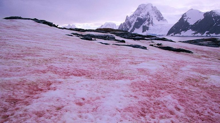 Qué es la ‘nieve de sangre’