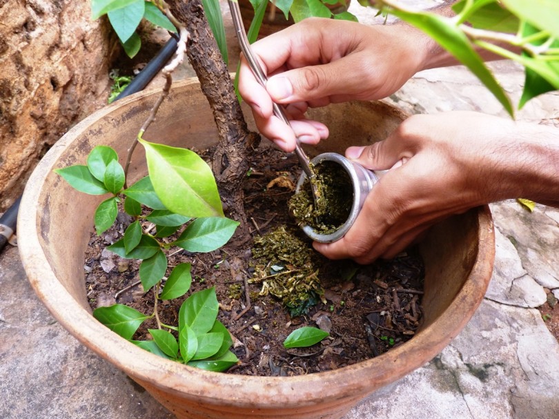 Qué Es La Yerba Mate