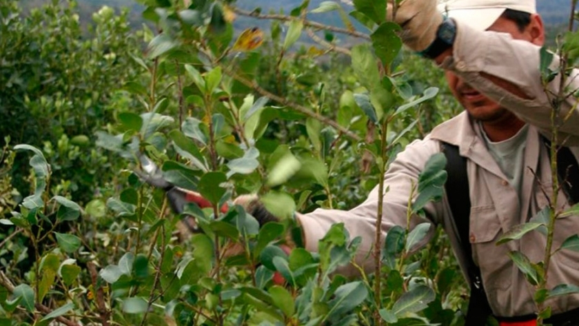 Qué Es La Yerba Mate