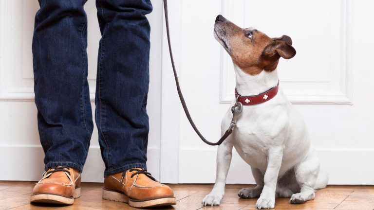 Qué hacer para que tu perro no tenga ansiedad por separación si vuelves a la oficina