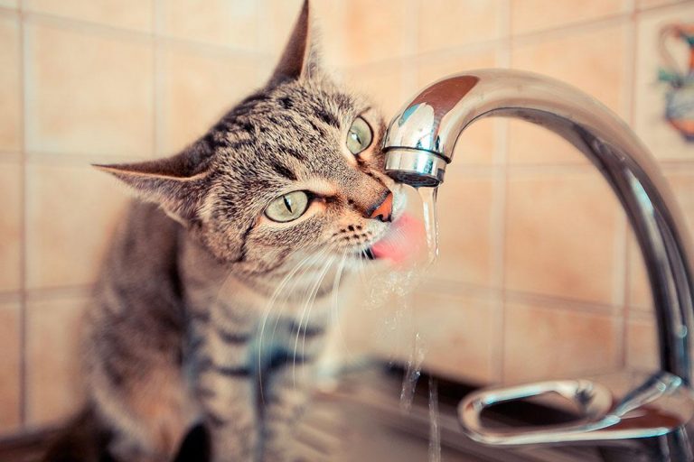 Trucos para aliviar el calor a tu gato