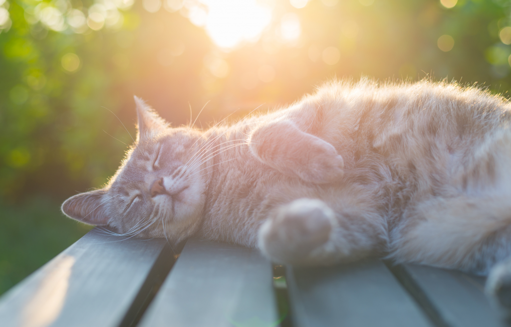 Proteger A Los Gatos Del Sol