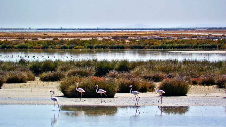 WWF califica de «histórica» la condena del TJUE a España por el deterioro ambiental de Doñana