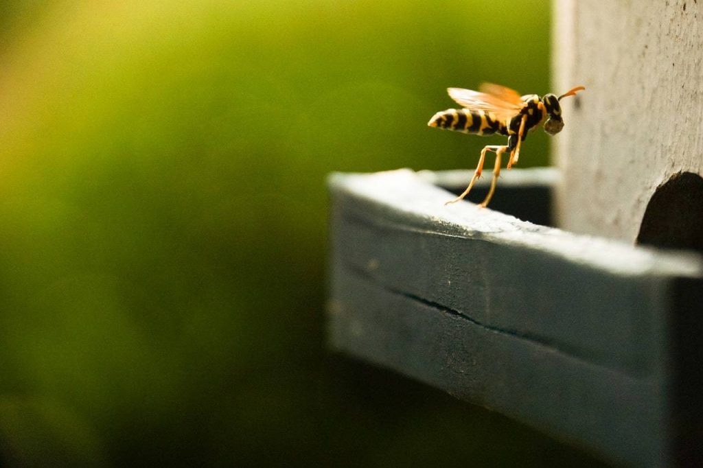 Cómo Deshacerte De Las Avispas Con Una Cerveza 