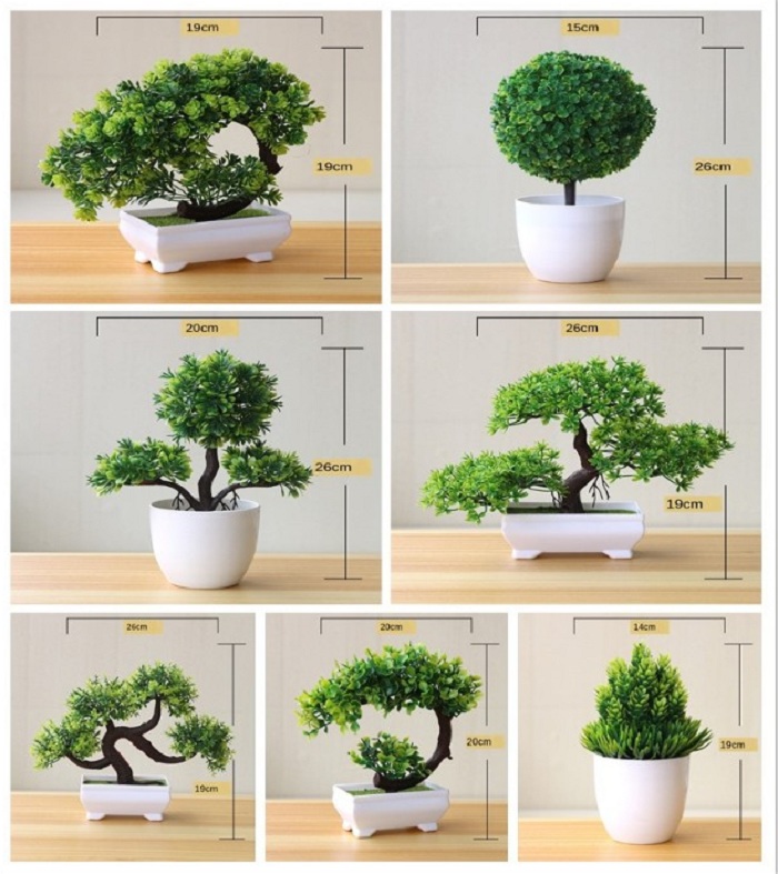 bonsai con maceta