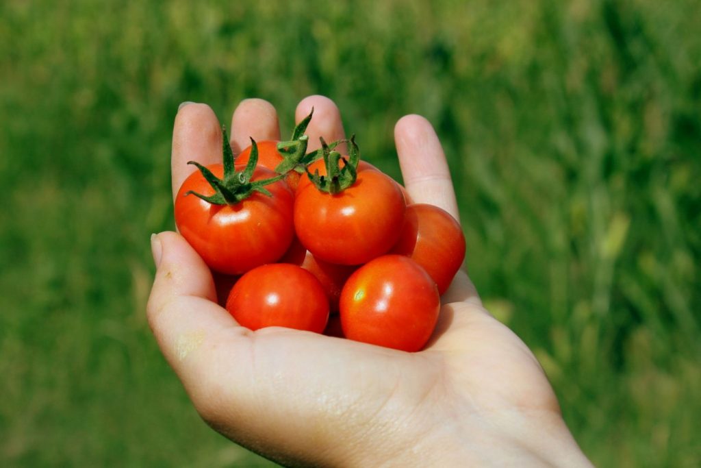 Tomates Cherry