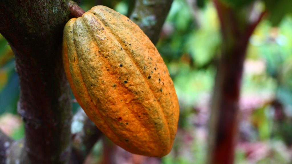vinagreta de cacao (