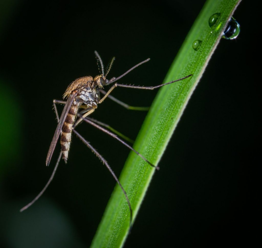 Mosquito: Enfermedades Que Puede Transmitirte