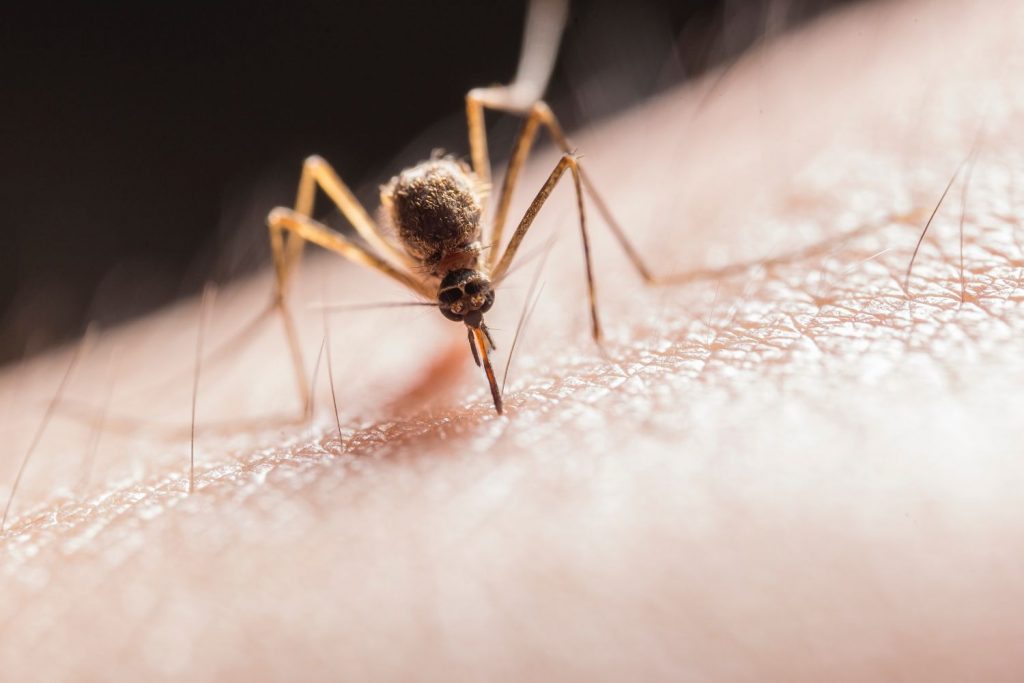 Mosquito: Enfermedades Que Puede Transmitirte