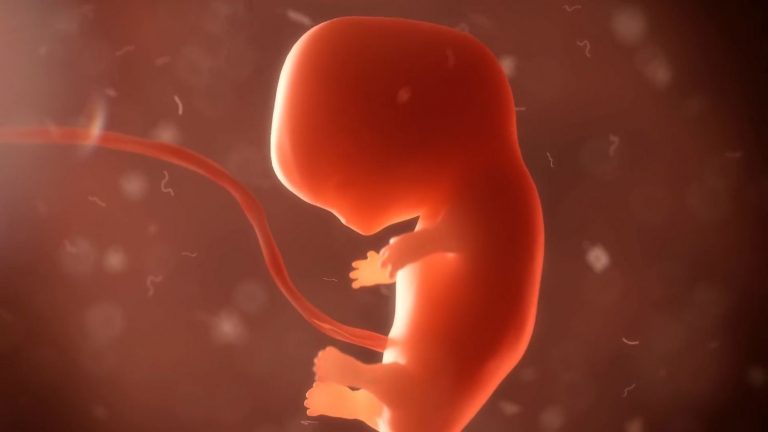 Investigadores identifican factores ‘indispensables’ para la formación de las extremidades