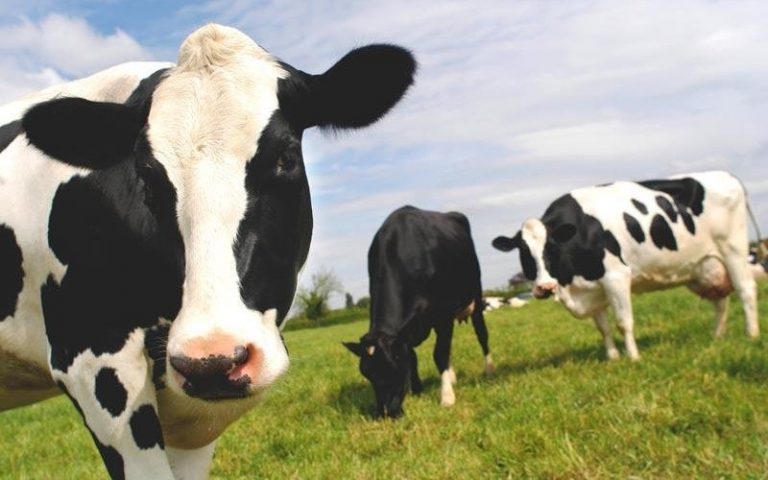 Asaja lamenta que ganaderos vuelven a quedarse fuera de la subida de precios de la leche