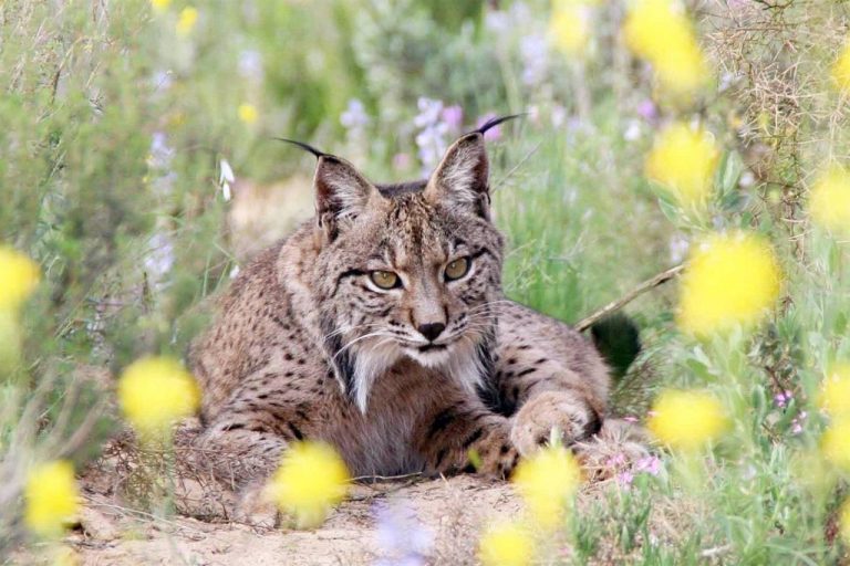 Andalucía y WWF rubrican su apuesta por la preservación del lince a través del nuevo ‘Life’