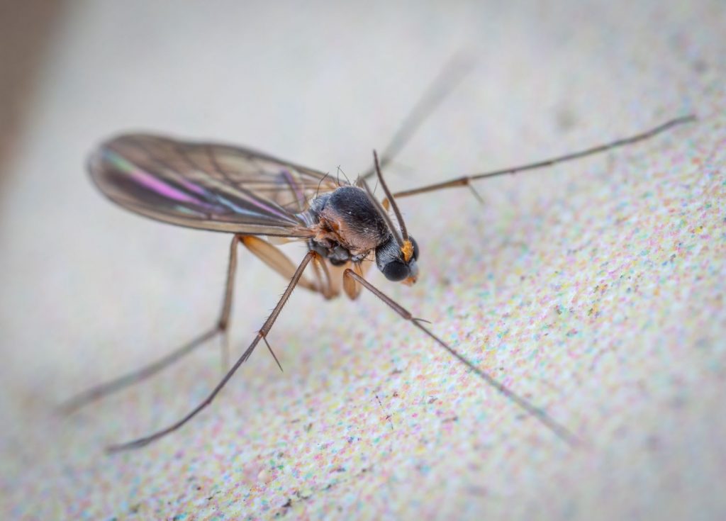 Mosquito: Enfermedades Que Puede Transmitirte